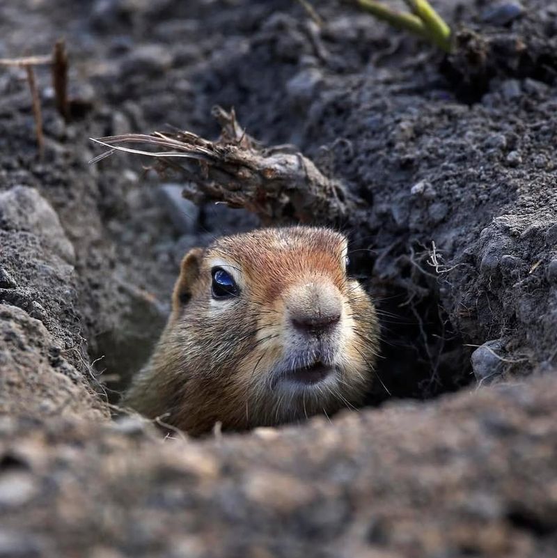 Ground Squirrels Excavate Large Entry Holes