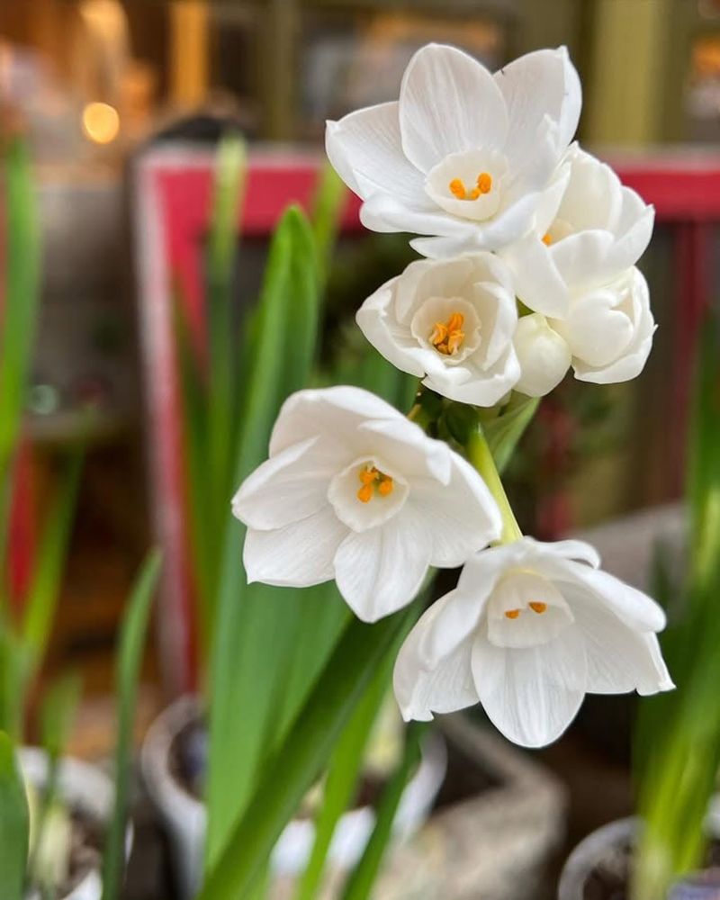 Grow Paperwhites For Quick Blooms