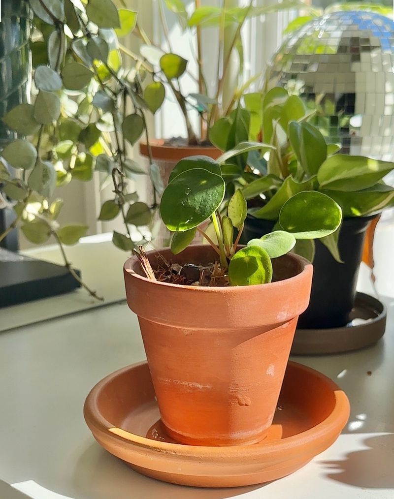 Skip Fertilizing Right Before Departure