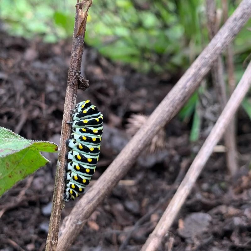 Add Host Plants For Caterpillars To Munch On