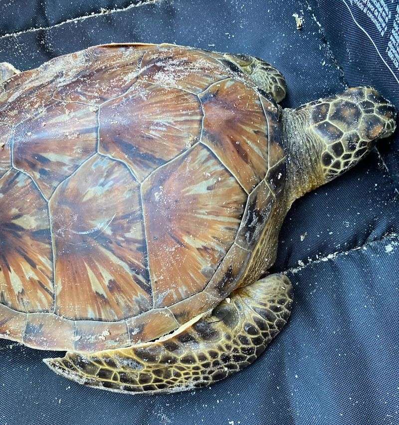 Provide Temporary Shelter During Extreme Weather