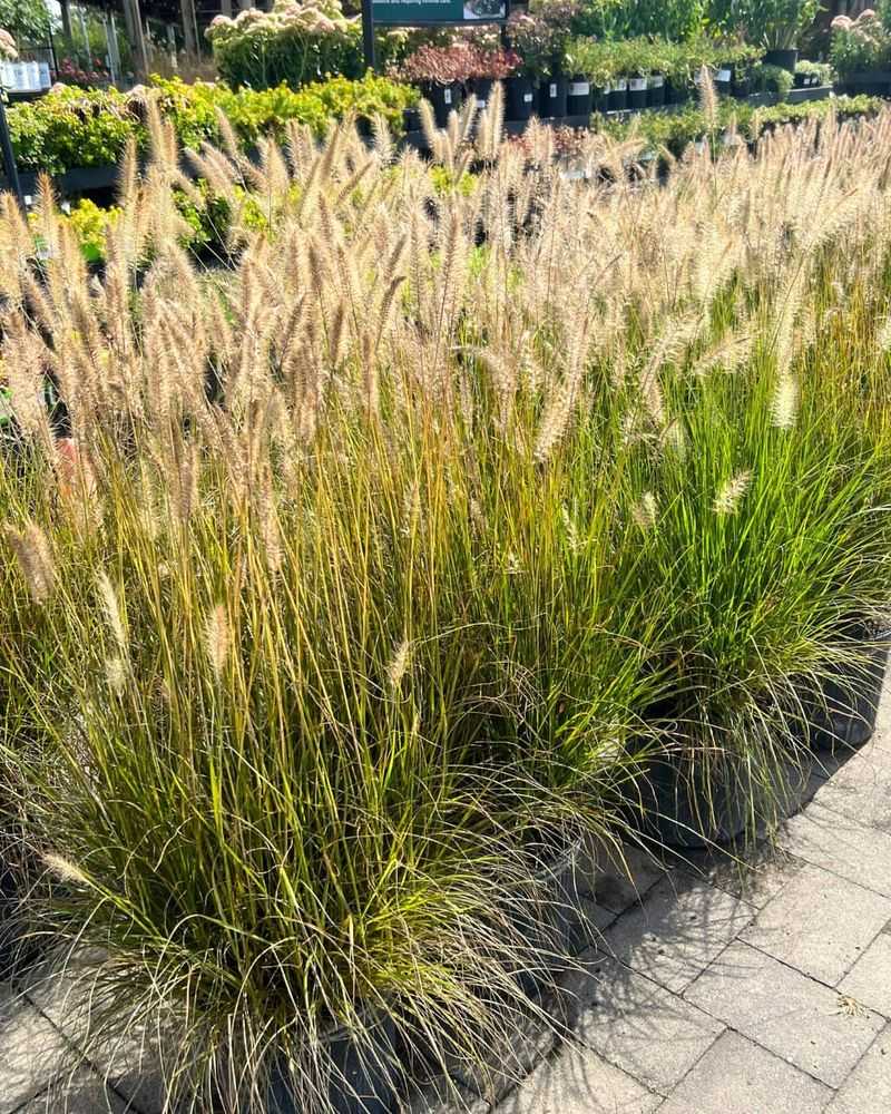 Include Ornamental Grasses For Movement