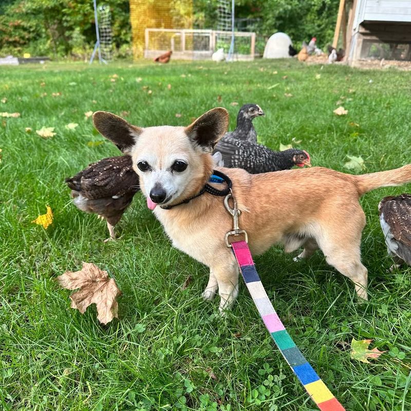 Bring Pets Indoors Immediately