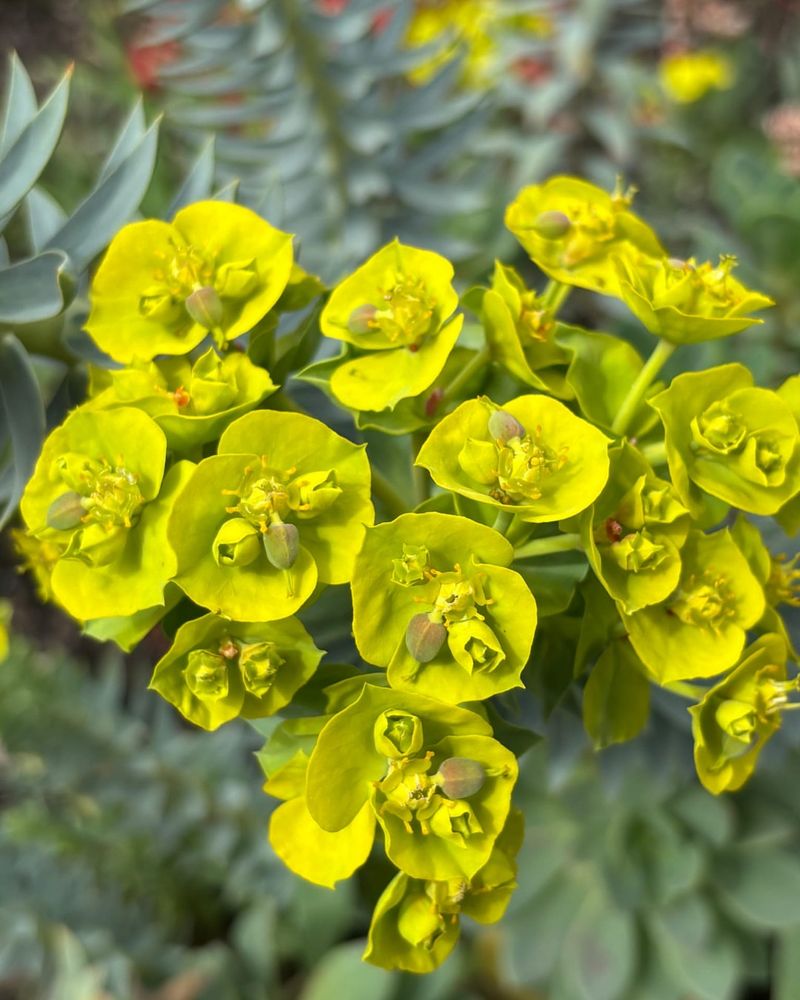 Plant Gopher Spurge Throughout Your Beds
