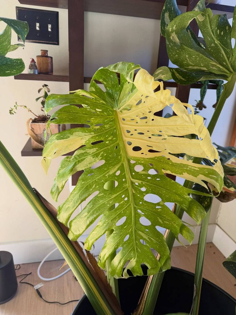 Move Plants Away From Heat Sources