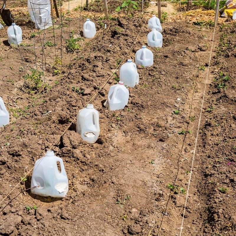 Use Cloches or Plastic Bottles for Individual Plants