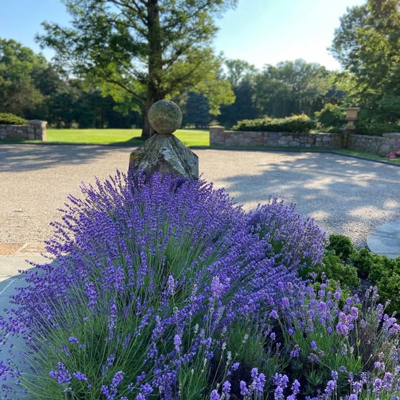 Drought Tolerant Once Established