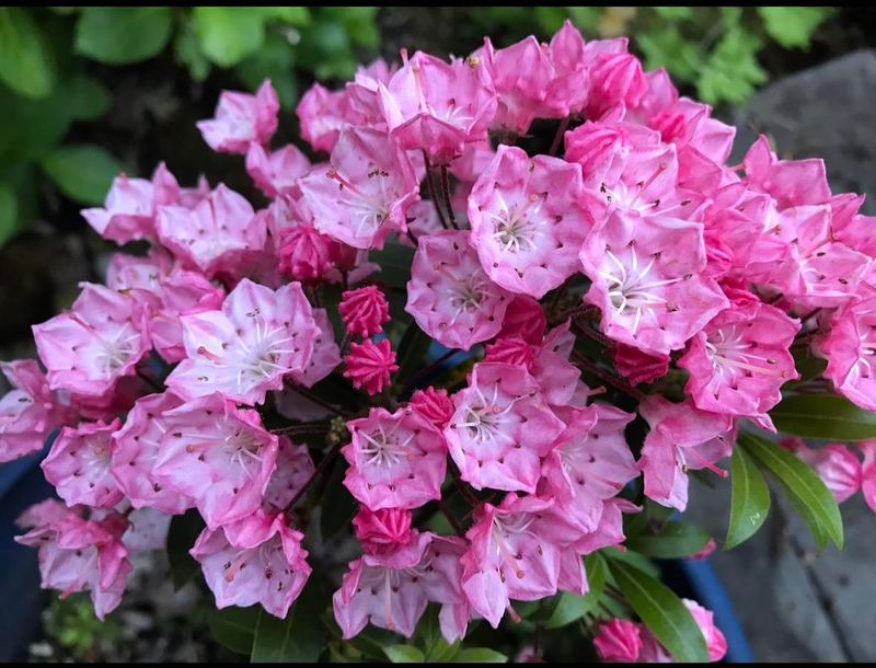 Blooms Arrive at the Perfect Spring Moment