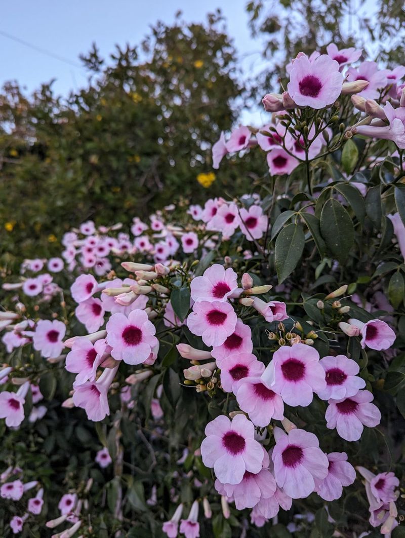 Produces Beautiful Flowers That Attract Pollinators