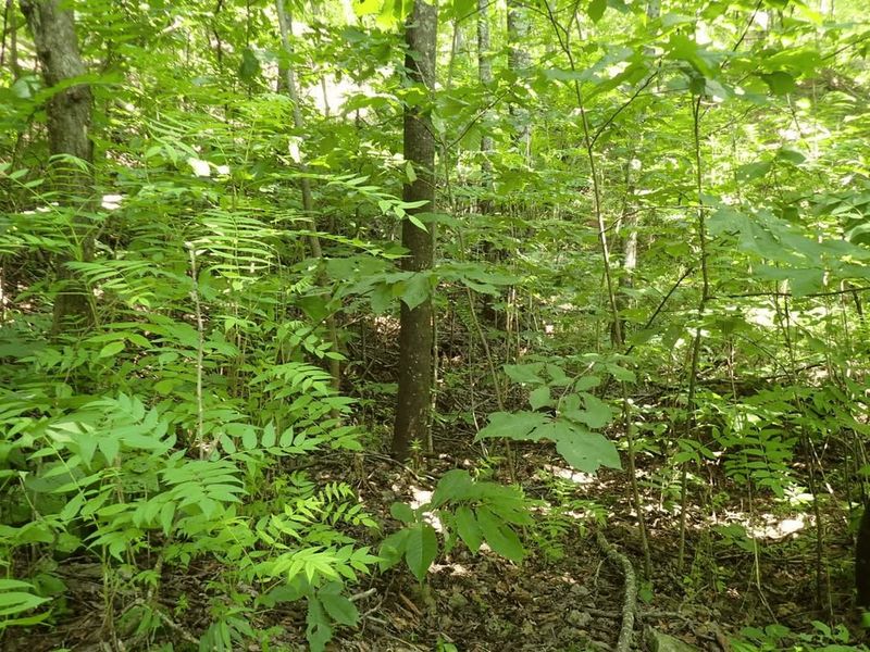Crowds Out Native Ohio Trees And Wildlife Habitat