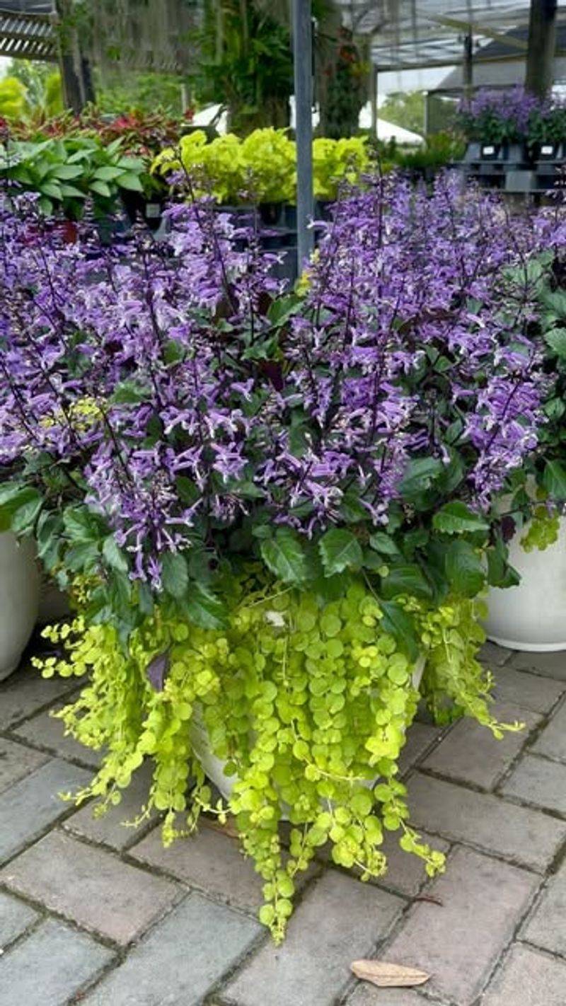 Offers Aromatherapy Benefits