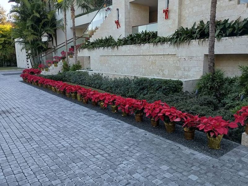 Lining The Walkway With Festive Borders