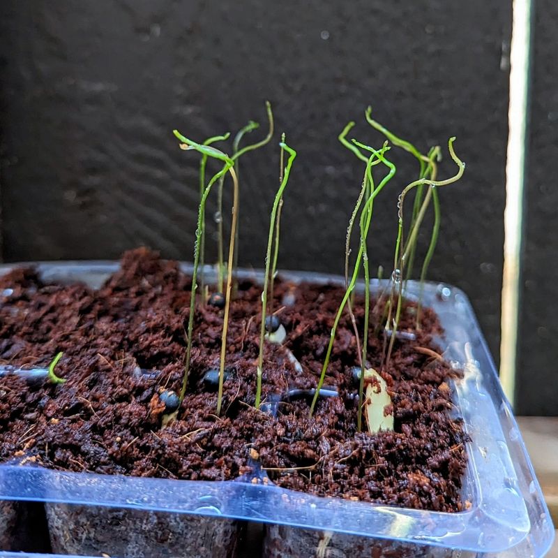 Hardening Off Before Transplanting Outside