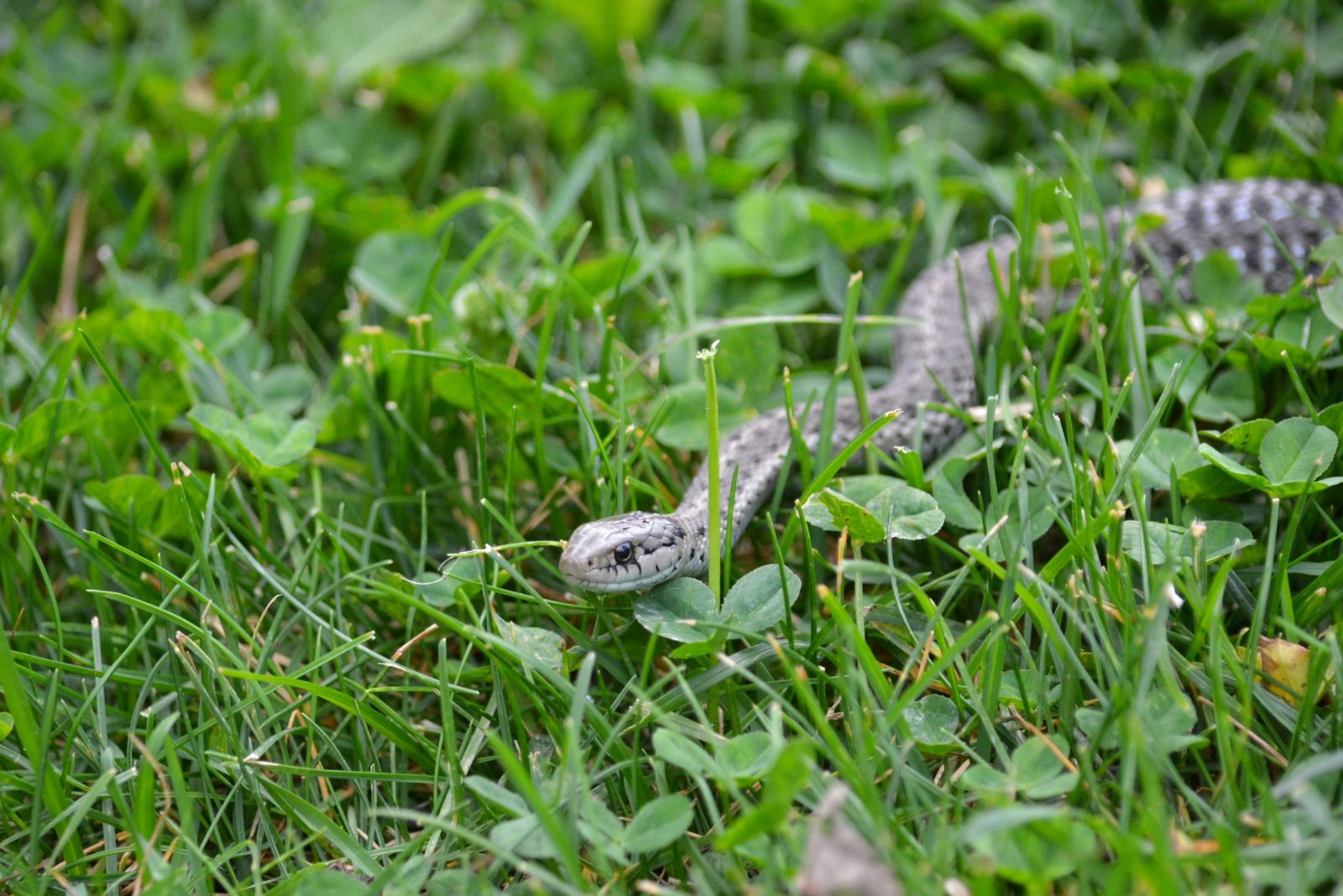 9 Creatures You Are Not Allowed To Remove From Utah Homes And Gardens