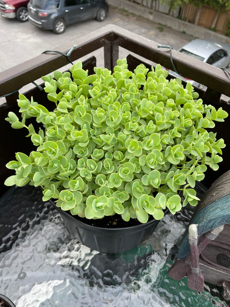 Sedum Stonecrop