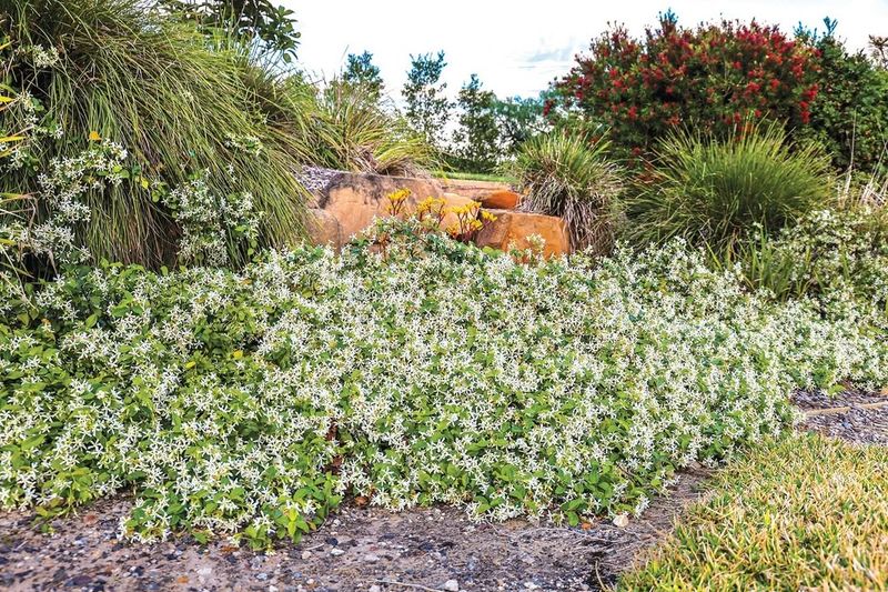 Asiatic Jasmine (Trachelospermum asiaticum)
