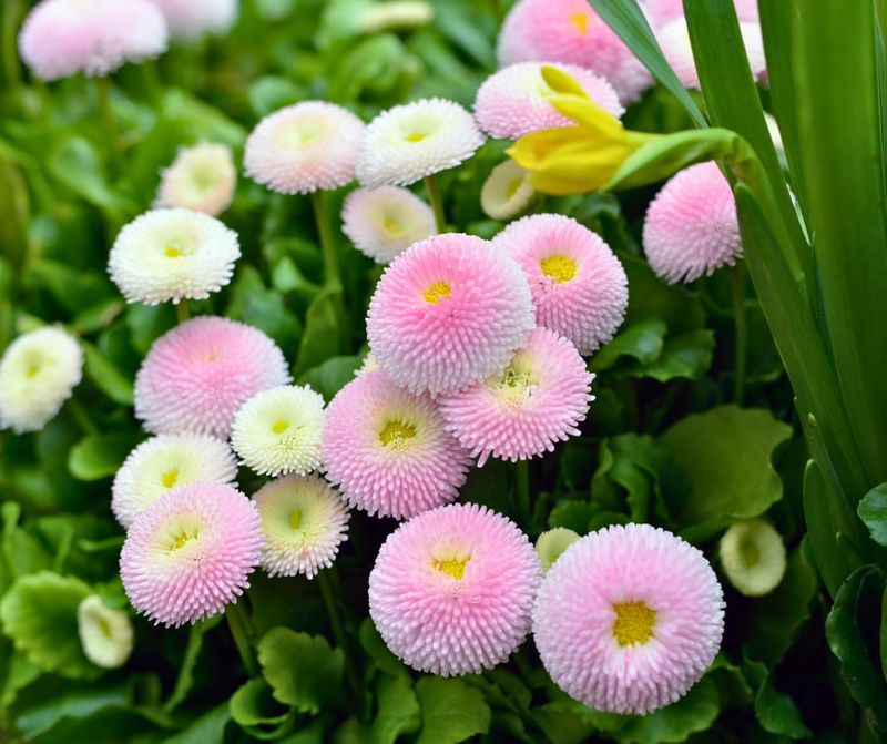 English Daisy (Bellis Perennis)
