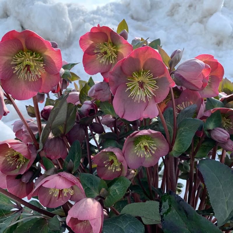 Hellebores