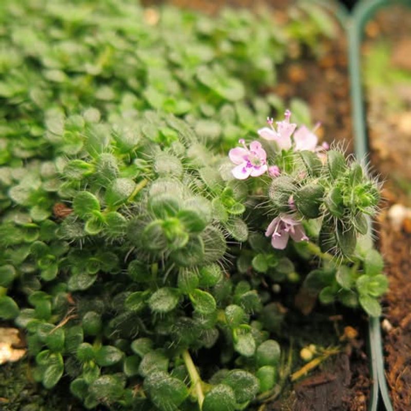 Woolly Thyme (Thymus pseudolanuginosus)