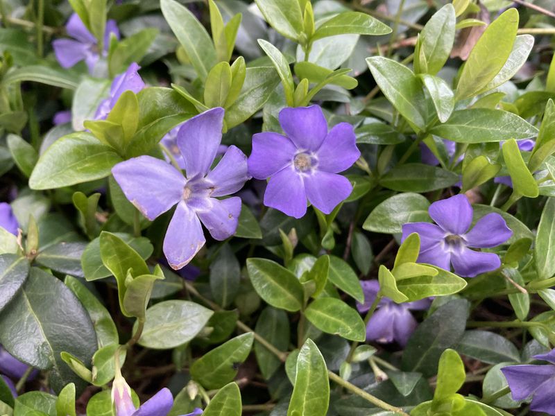 Periwinkle Vinca