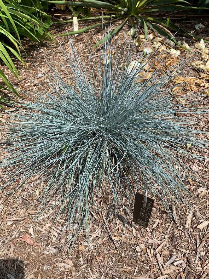 Blue Fescue