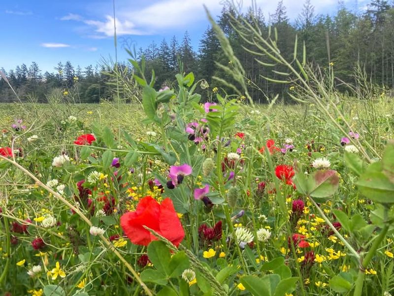 Austrian Winter Peas