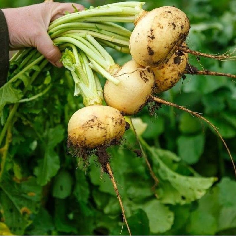 Nutritious Turnip Roots