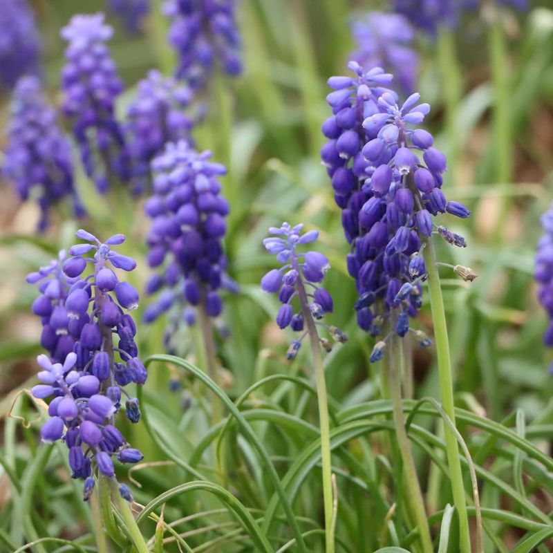 Grape Hyacinths