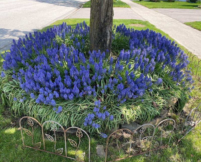 Grape Hyacinths (Muscari)