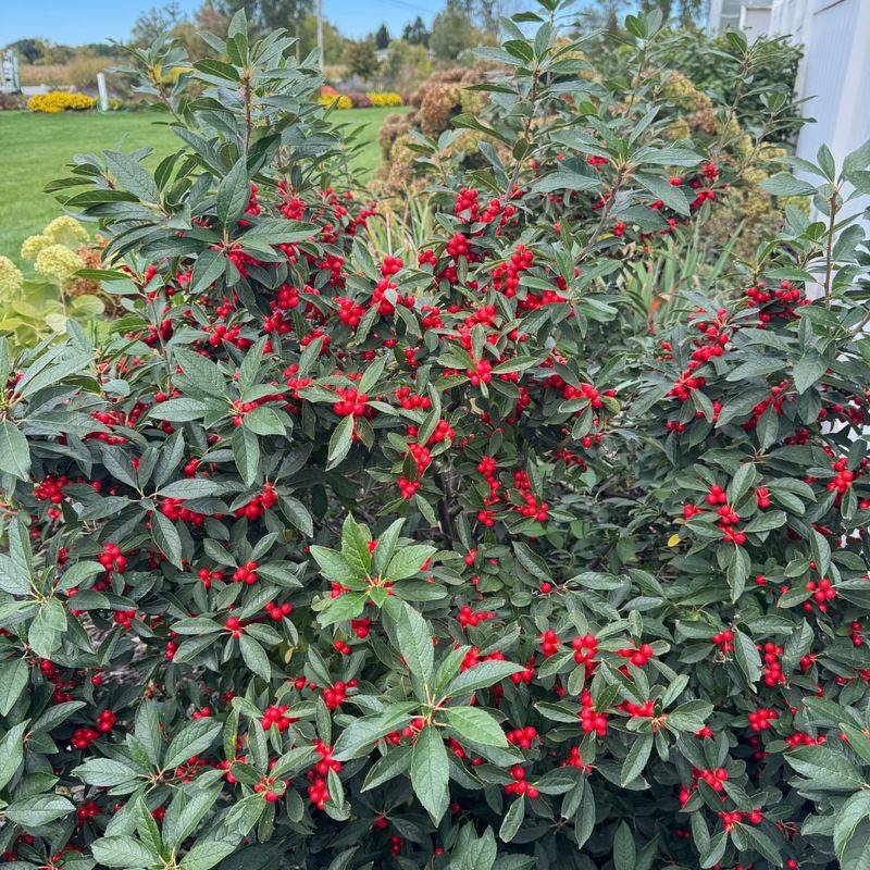 Winterberry Holly's Bright Berries