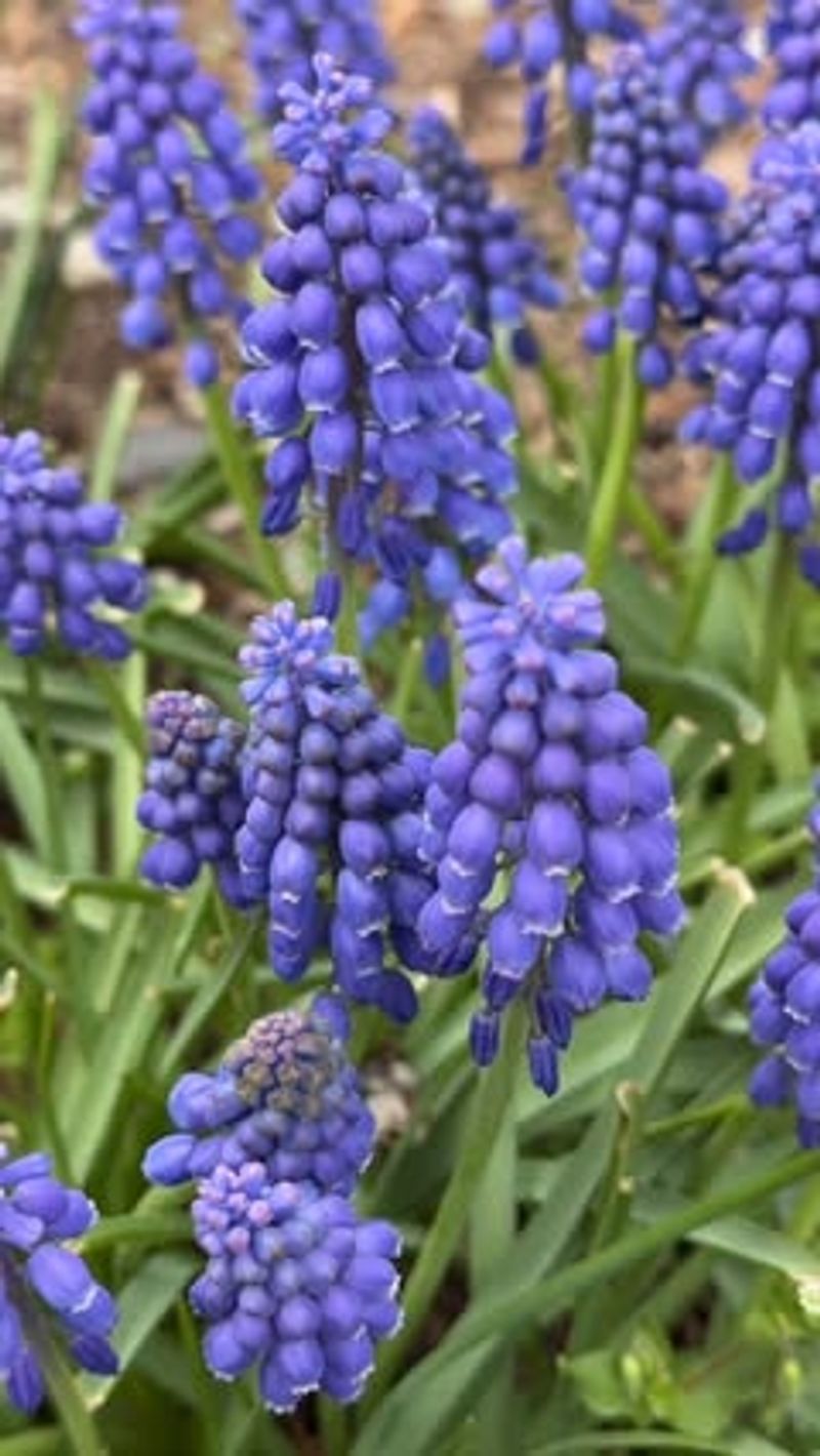 Grape Hyacinths