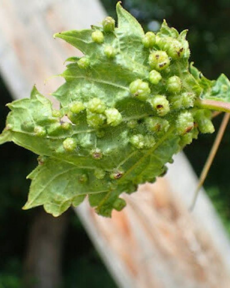 Neglecting Pest Monitoring