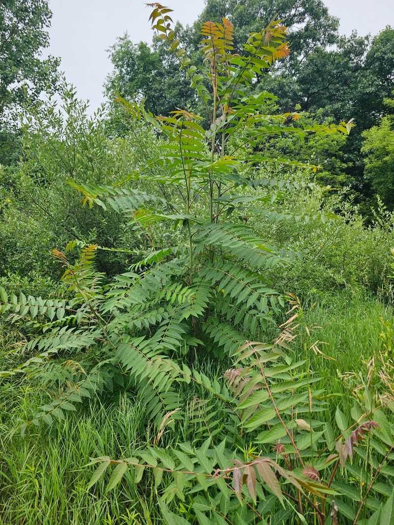 Produces Toxic Chemicals That Harm Surrounding Plants