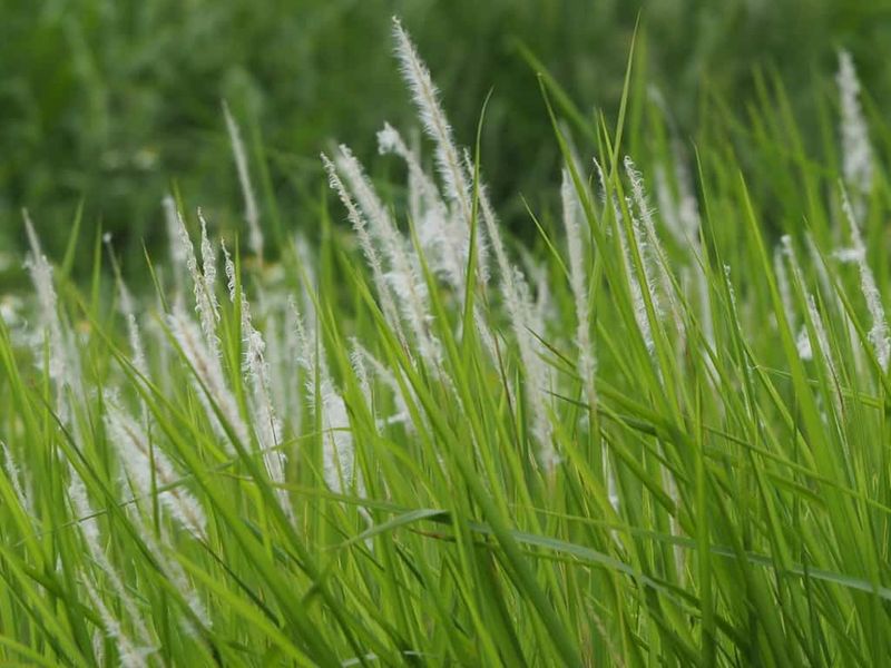 Arrived In America As Packing Material From Asia Decades Ago