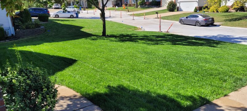 Spring Green-Up Happens Faster With Healthier Winter Grass