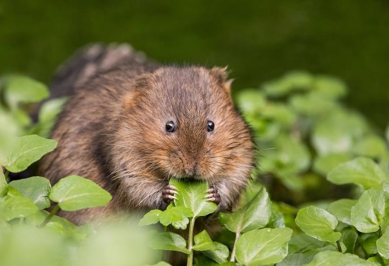 Rodent Highways Lead Straight To Your Plants
