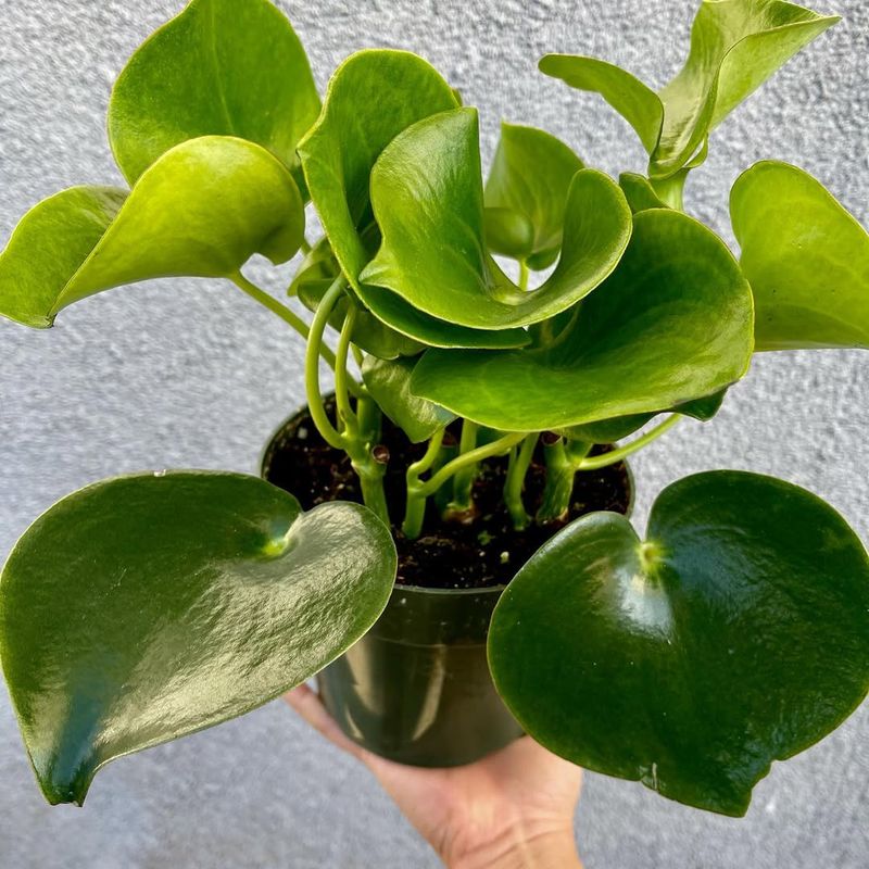 Peperomia Polybotrya 'Raindrop'