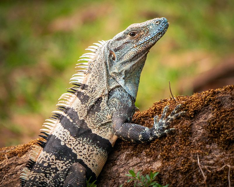 Black Spiny-tailed Iguanas