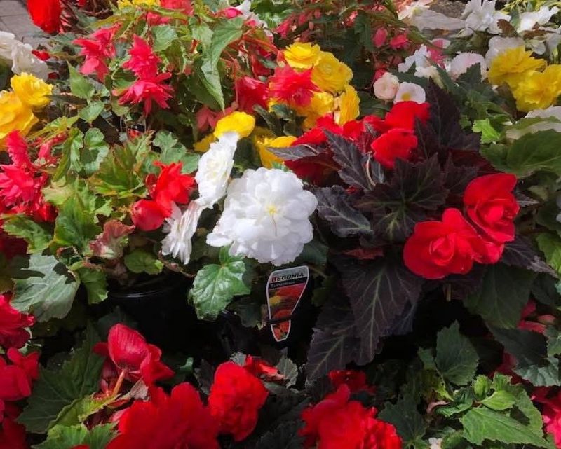 Begonias