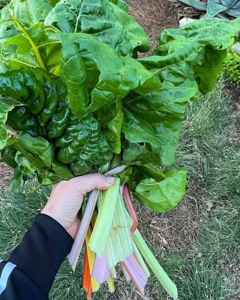 Swiss Chard