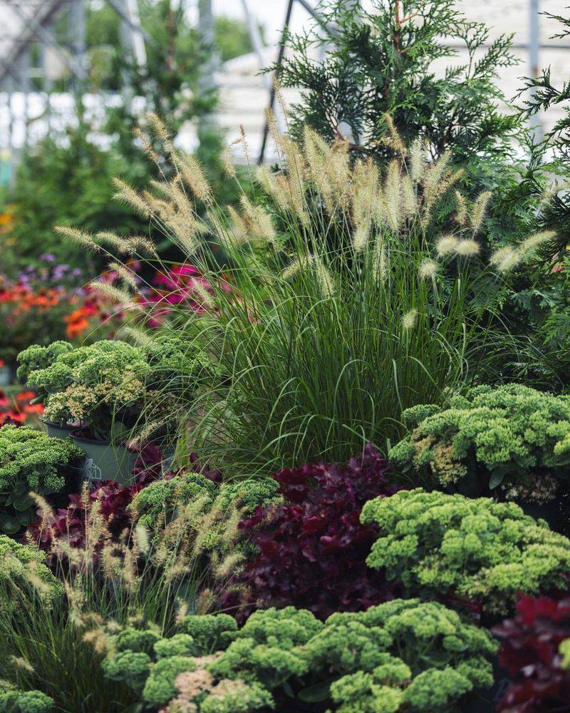 Ornamental Grasses