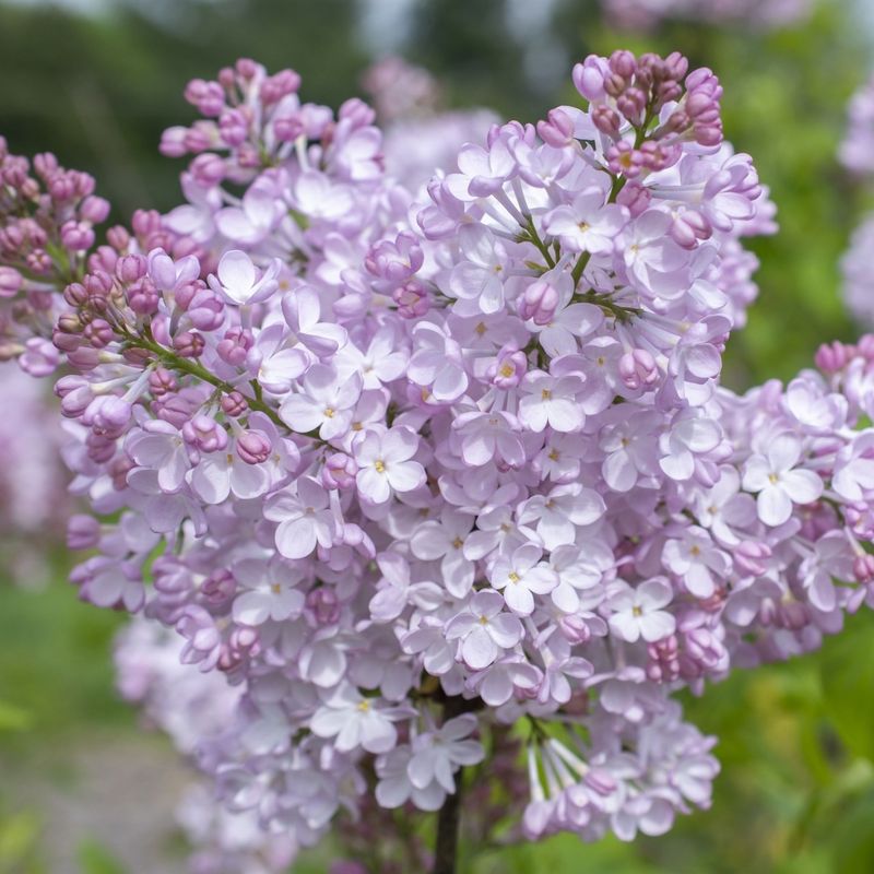 Lilac Shrubs