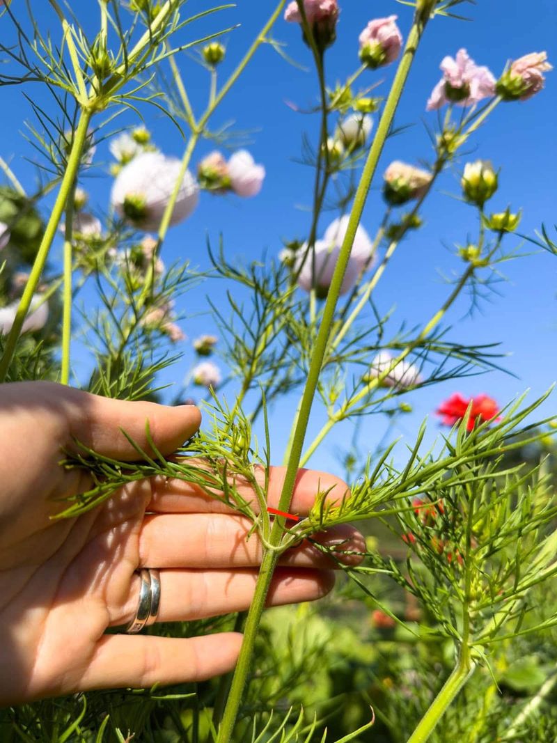 Remove The Entire Stem Down To The Leaf Node