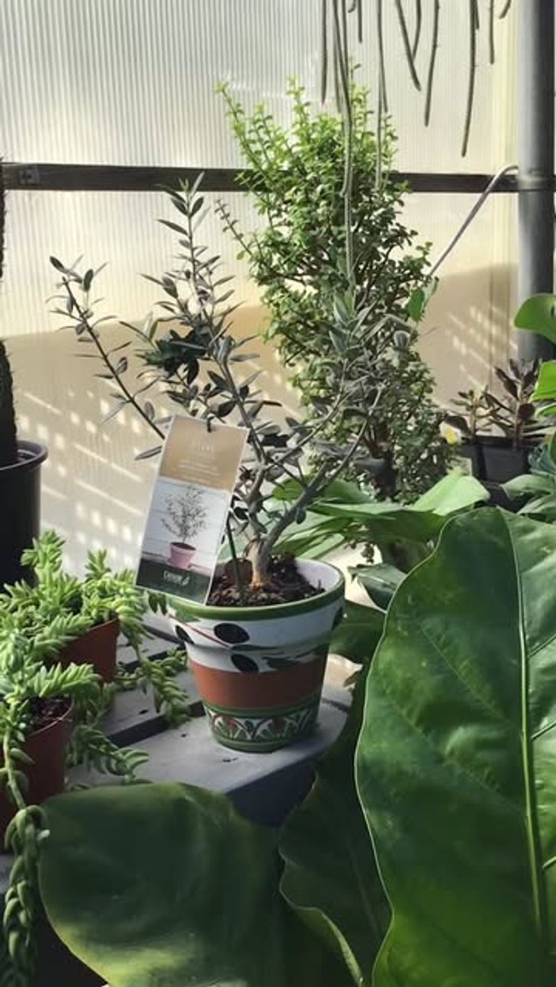 Bring Tender Plants Indoors