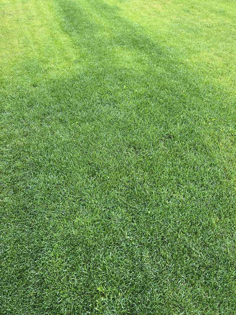 Fertilize Your Lawn One Last Time