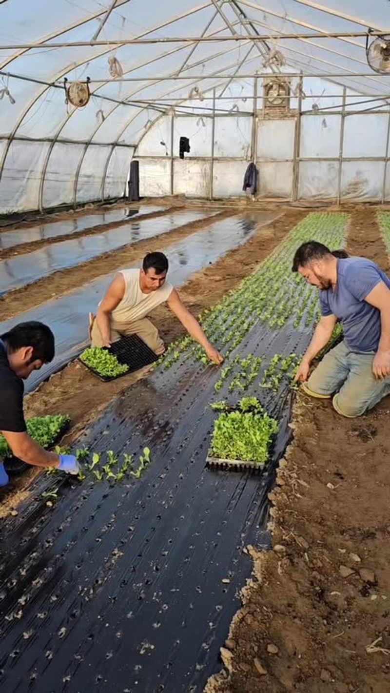 Leafy Greens Thrive Under This System