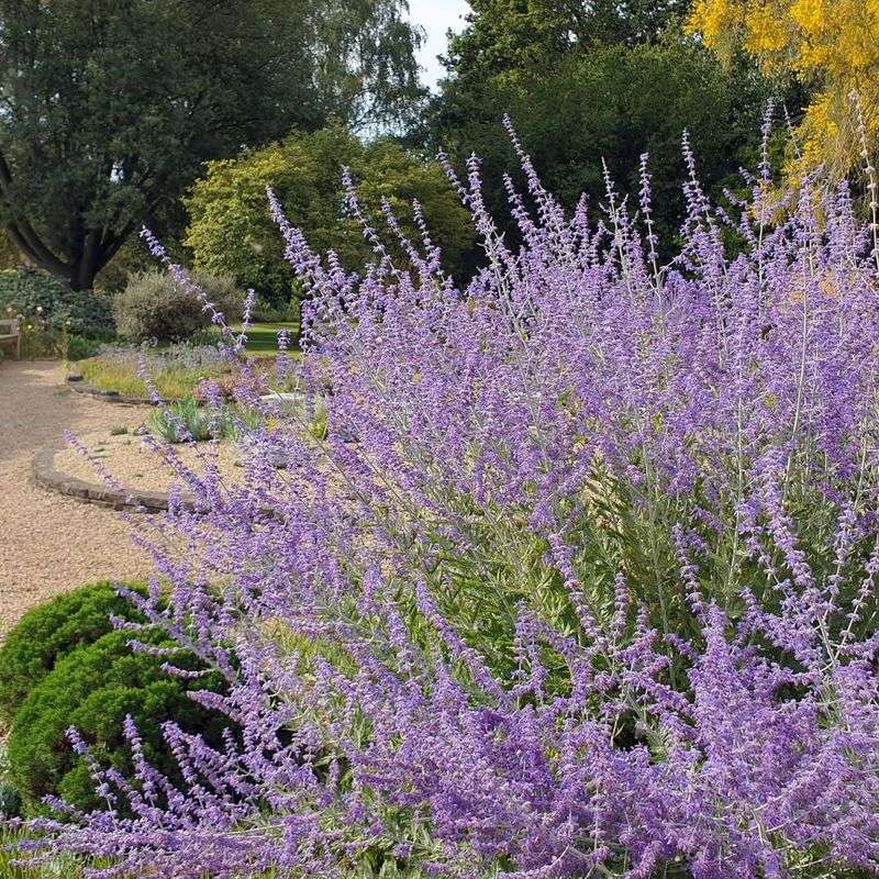 Shape Without Severe Cutting