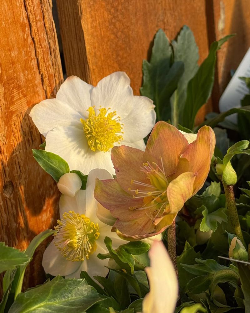 Choosing The Right Planting Location