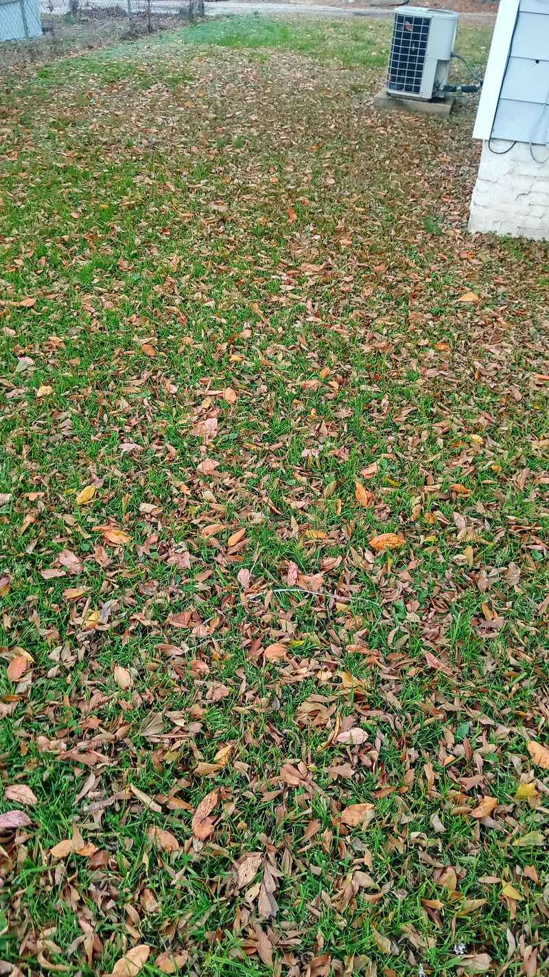 Ignoring Leaf Buildup on Your Lawn