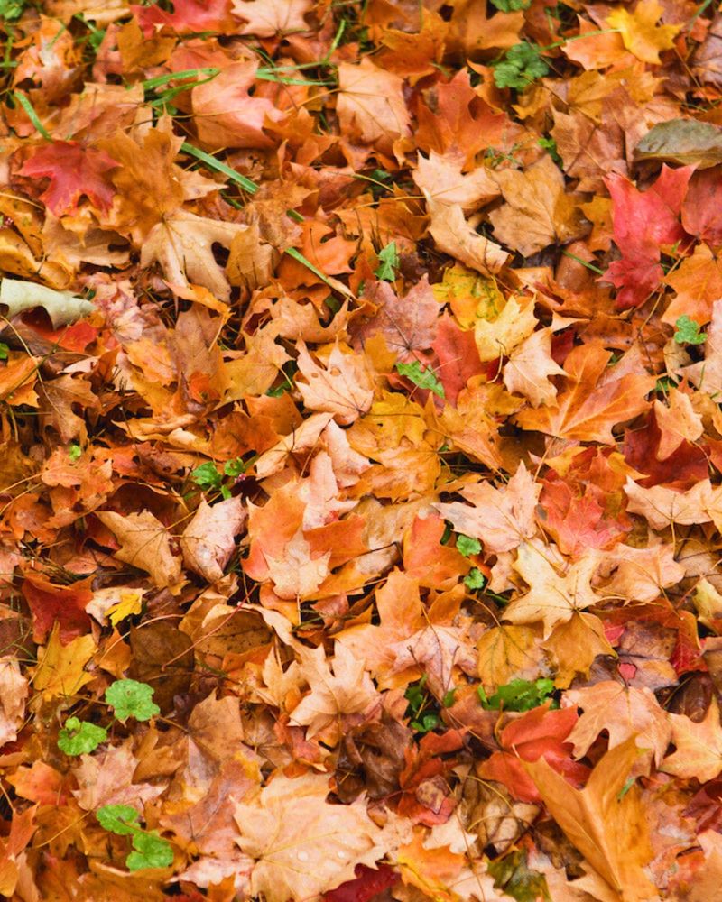 Leaving Thick Layers Of Leaves On The Lawn